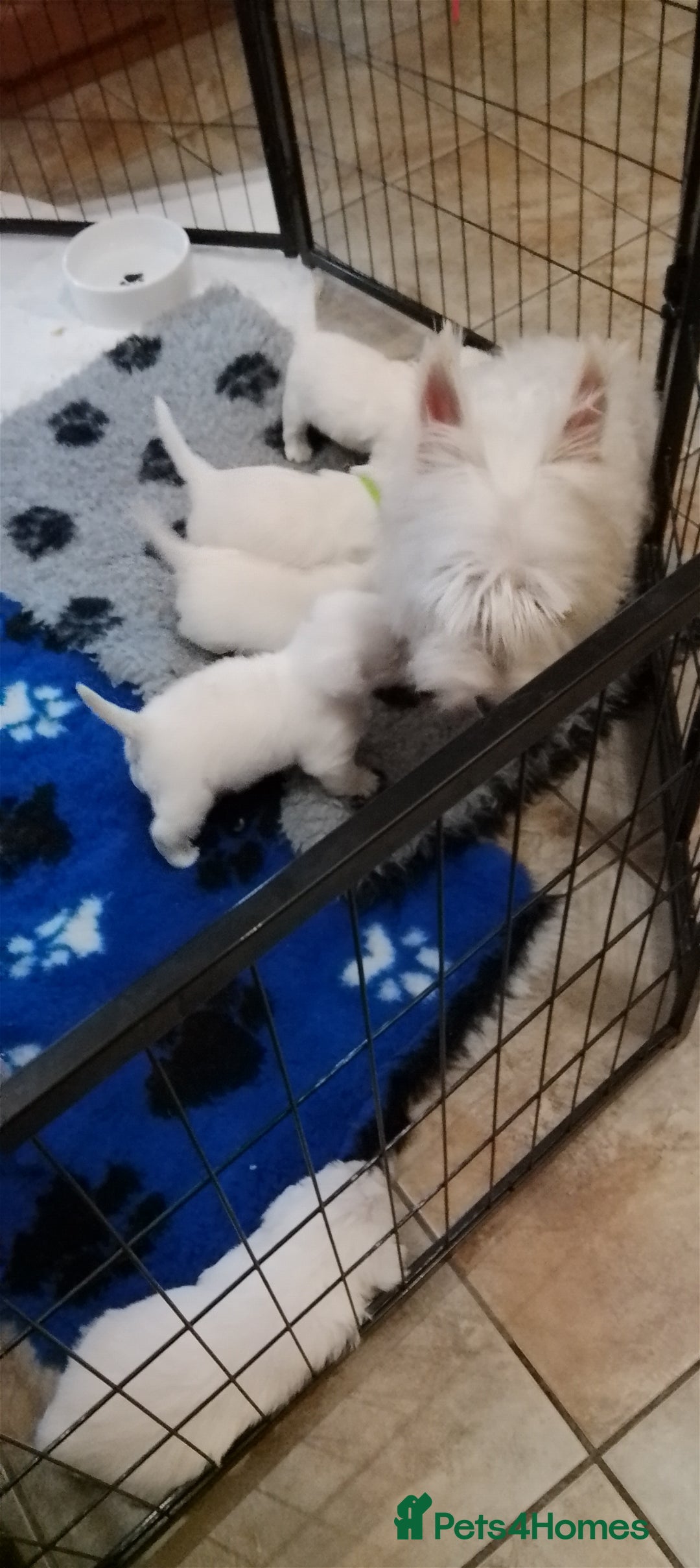 West Highland Terrier dogs for sale: Westie boy and girls - Image 5