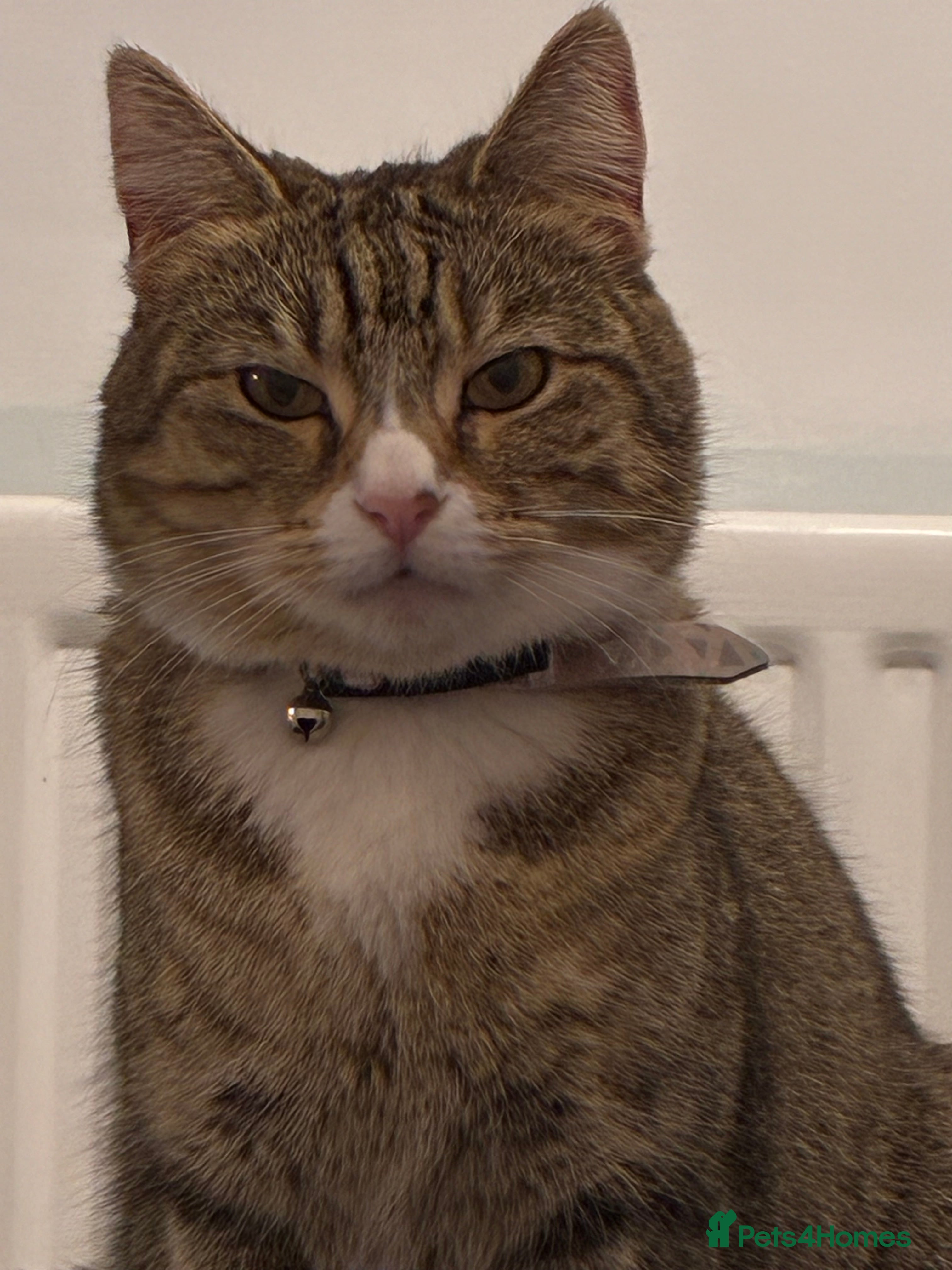 Mixed Breed cats Female cat called Bella for sale  in Hull - Advert 1