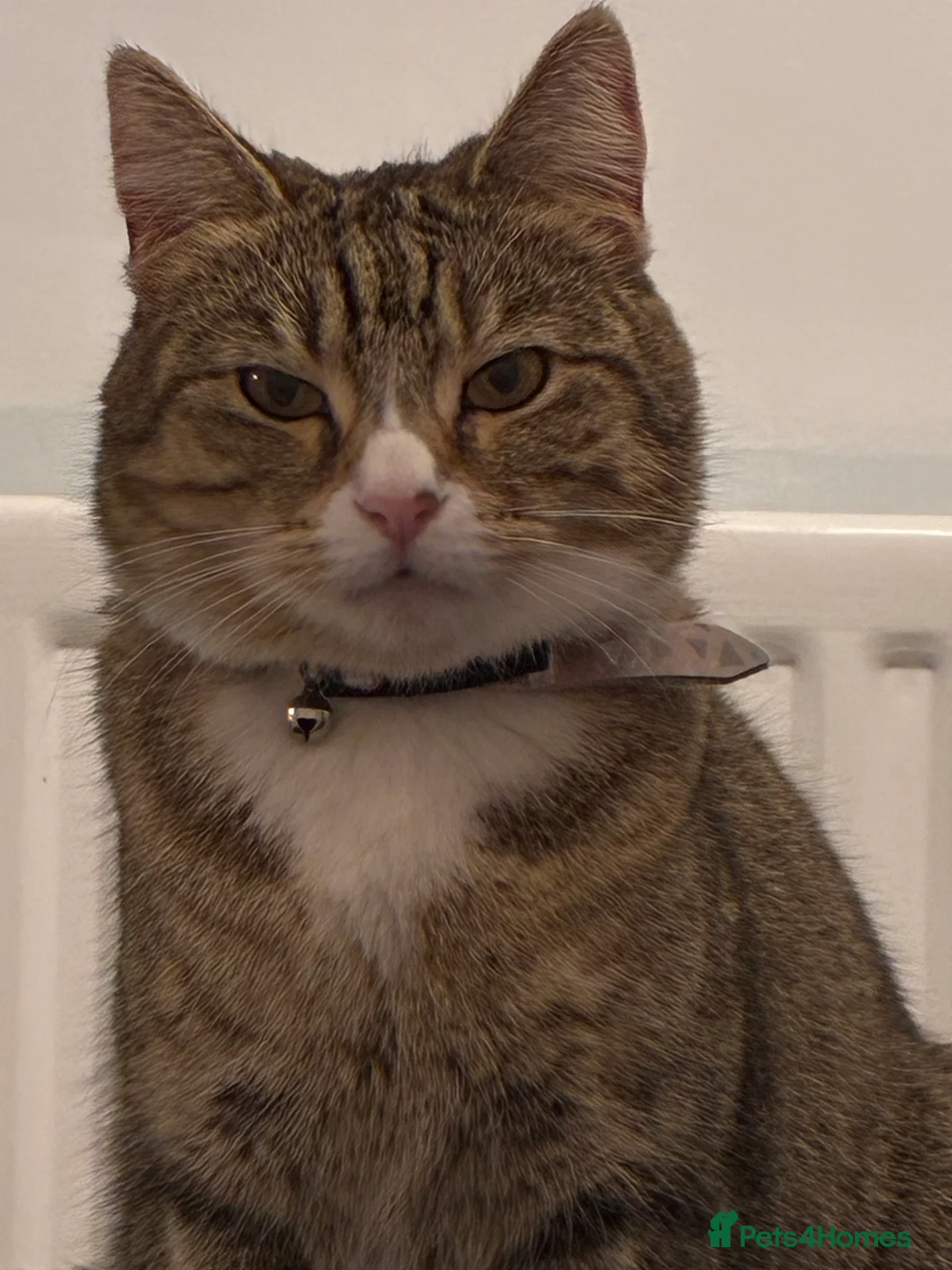 Mixed Breed cats for sale: Female cat called Bella for sale  in Hull - Advert 1