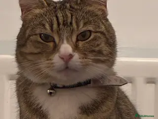 Mixed Breed cats Female cat called Bella for sale in Hull - Advert 2