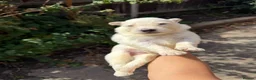 German Shepherd dogs for sale: Beautiful White Pedigree German Shepherd Puppies - Advert 22