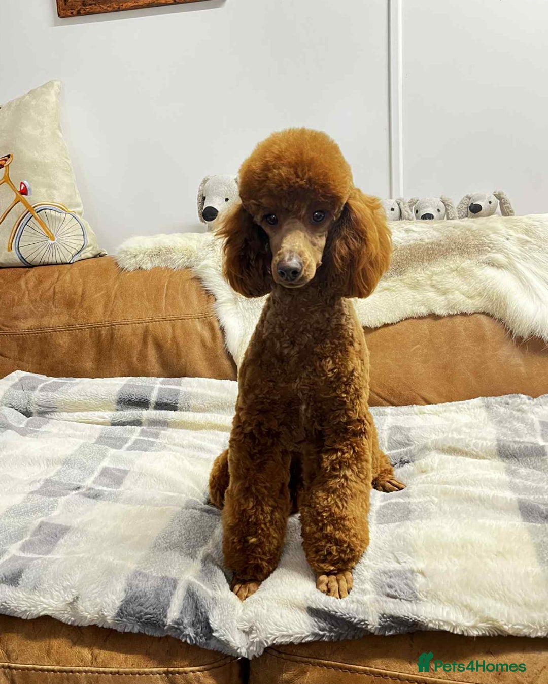 Cockapoo dogs for sale: Beautiful F1 Cockapoos - Advert 3