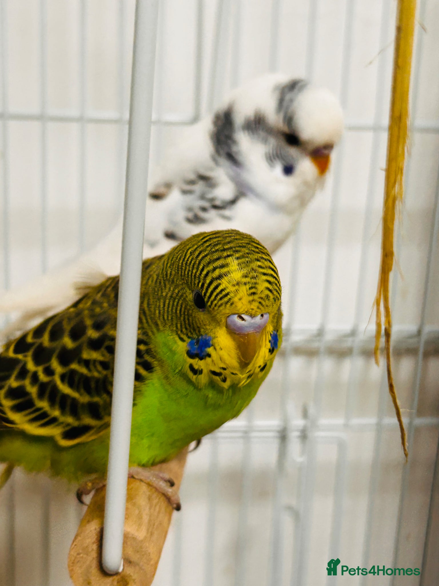 Budgerigars birds Birds for sale  - Advert 9