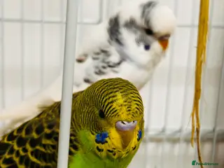 Budgerigars birds Birds for sale - Advert 9