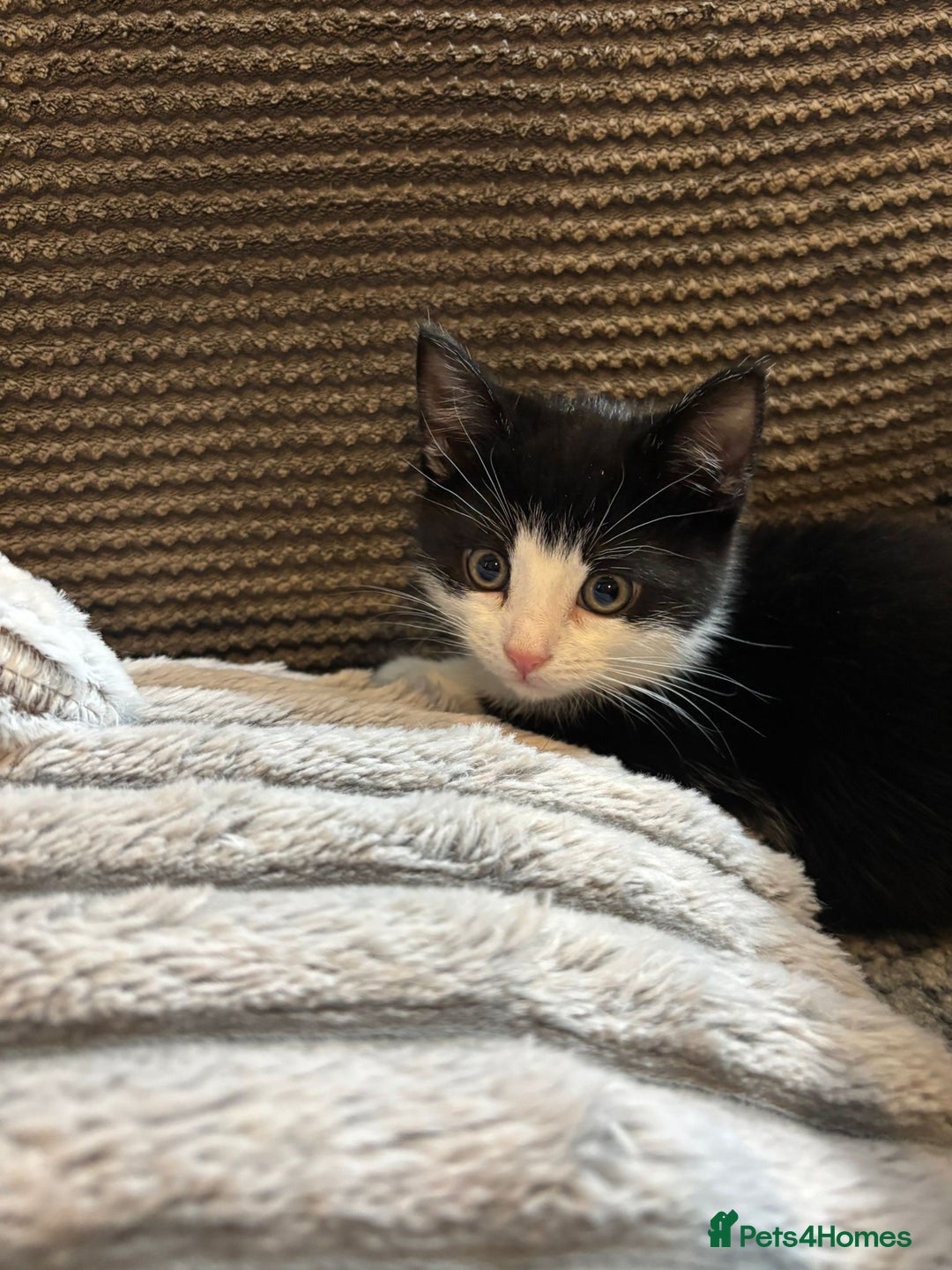 Mixed Breed cats for sale: 2 Beautiful Kittens for sale  - Advert 5