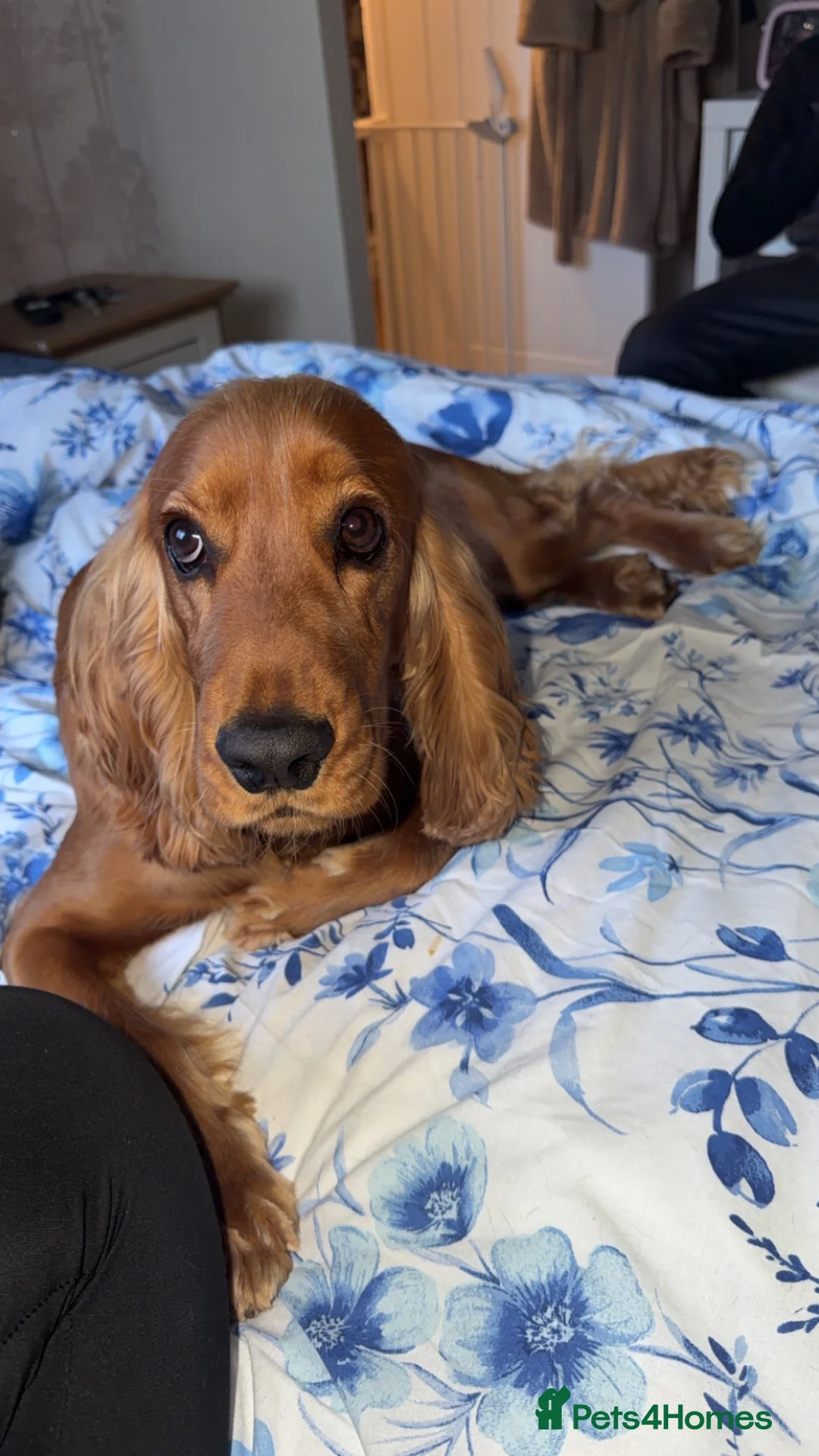 Cocker Spaniel dogs for sale: Male cocker spaniel  in London - Advert 2