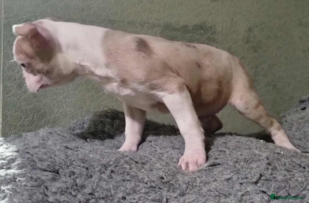 Boston Terrier dogs for sale: Stunning Lilac Boston Terrier  5* KC - Advert 6