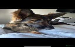Mixed Breed dogs for sale: Max 12 weeks old  - Image 9