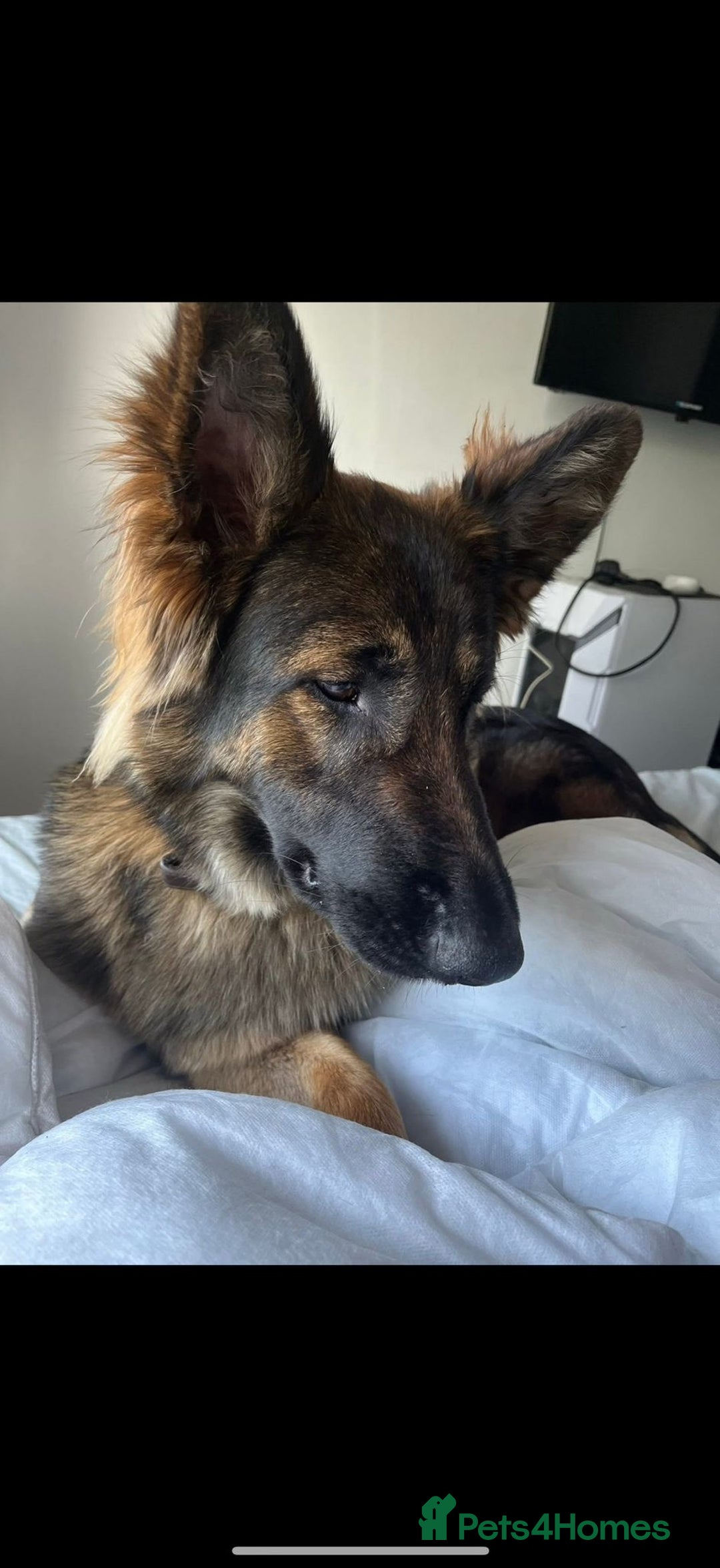 Mixed Breed dogs for sale: Max 12 weeks old  - Image 9