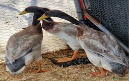 Ducks poultry for sale: Indian runner drakes - Image 5