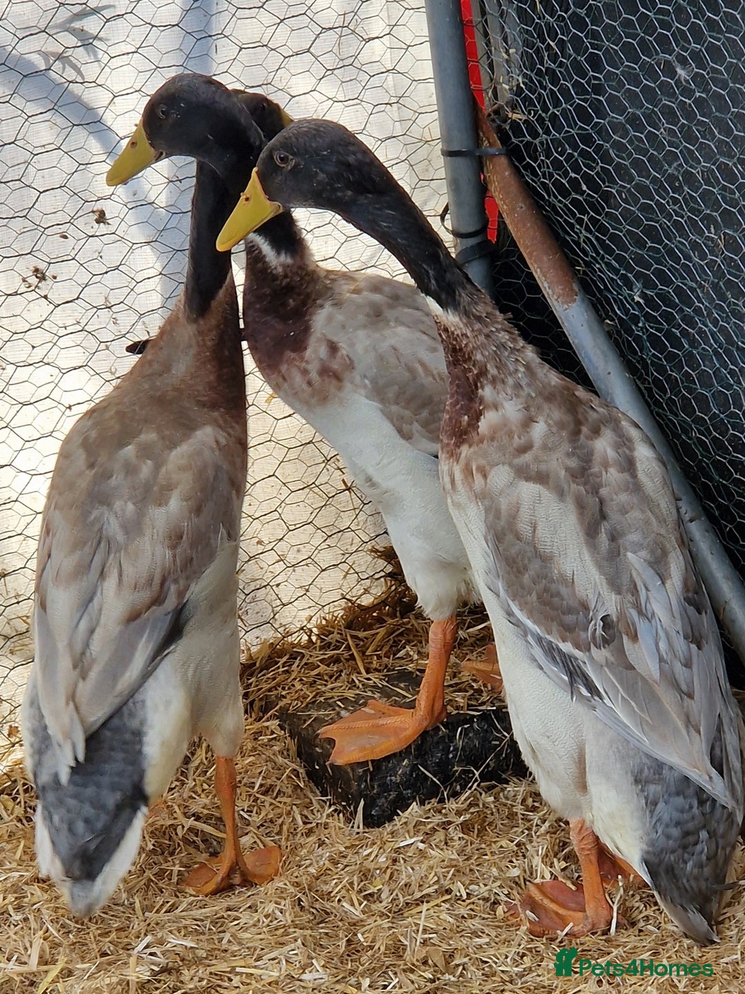Ducks poultry for sale: Indian runner drakes - Image 5