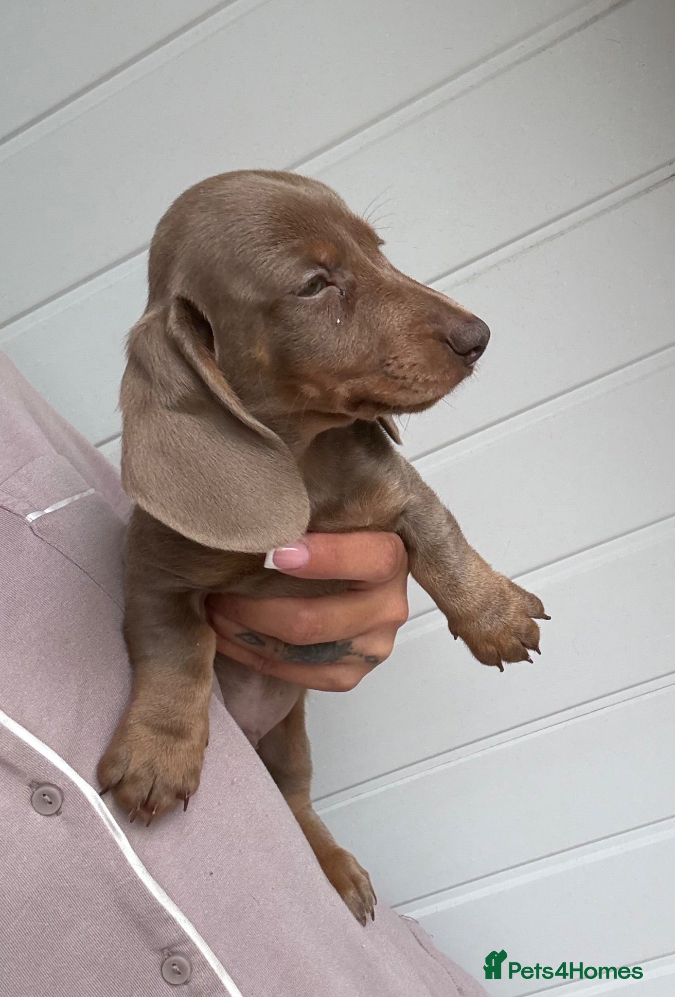 Miniature Dachshund dogs Miniature Dachshund puppies  - Advert 1