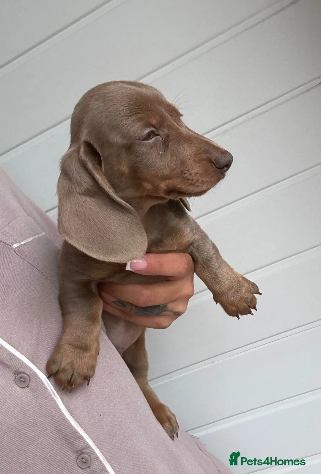 Miniature Dachshund dogs for sale: Miniature Dachshund puppies  - Advert 1
