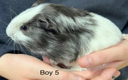 Guinea Pig rodents for sale: Baby guinea pigs for sale  in Winsford - Image 4