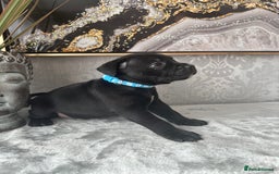 Staffordshire Bull Terrier dogs for sale: Chunky little staffy pups - Image 18