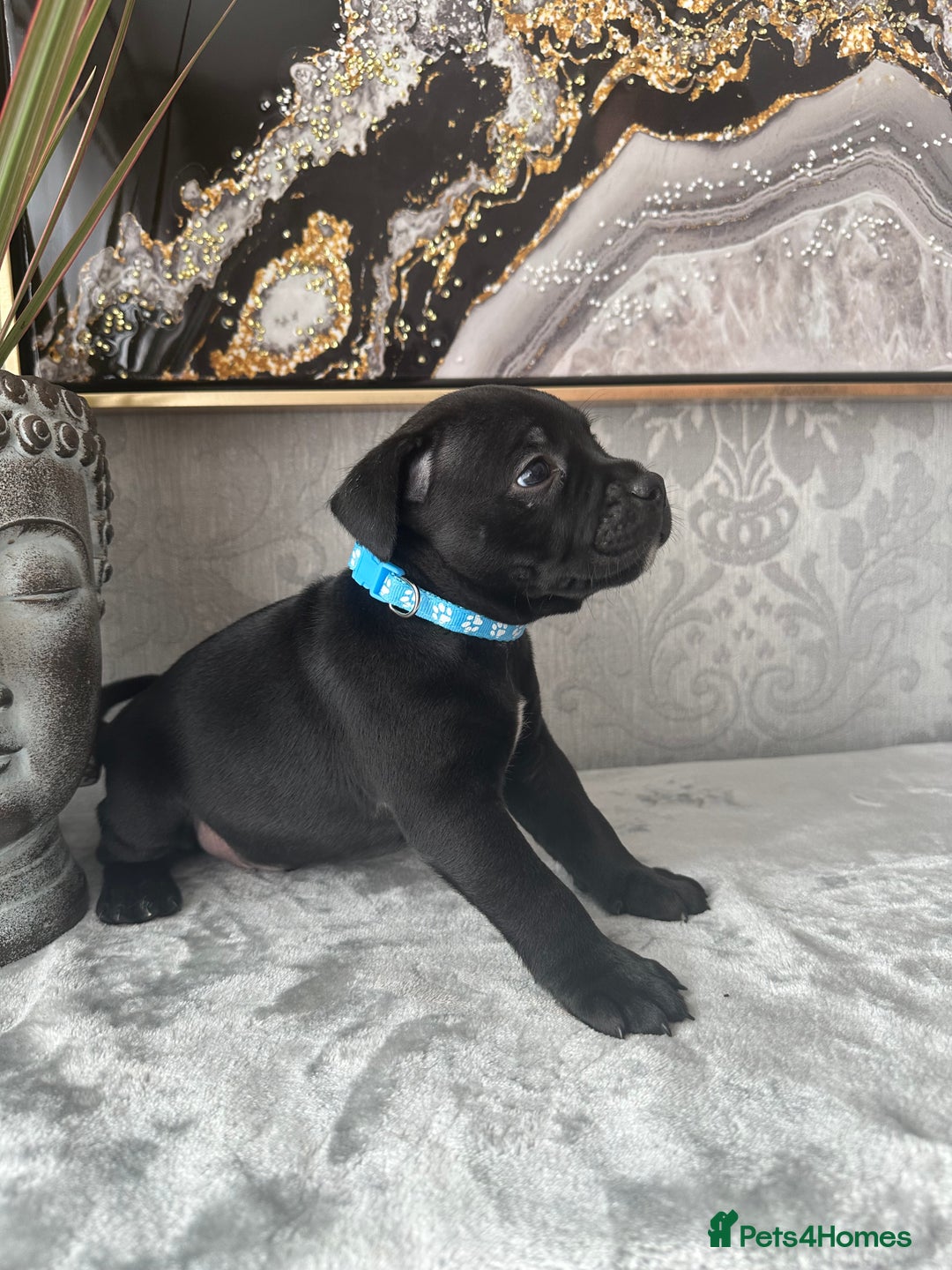 Staffordshire Bull Terrier dogs for sale: Chunky little staffy pups - Image 18