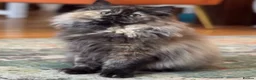 Ragdoll cats for sale: Ragdollx  - Advert 18