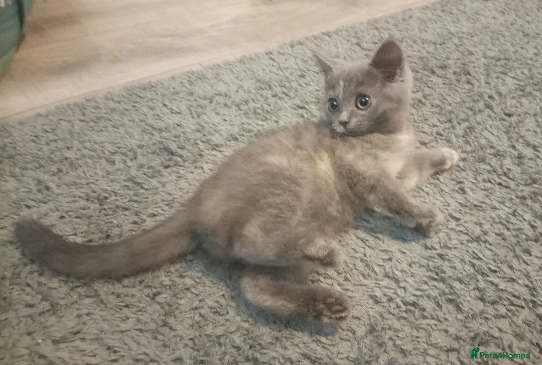 British Shorthair cats for sale: Stunning short haired kittens  - Advert 2