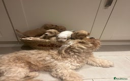 Mixed Breed dogs for sale: BEAUTIFUL PUPPIES - Cockapoo x Sproodle  - Image 3