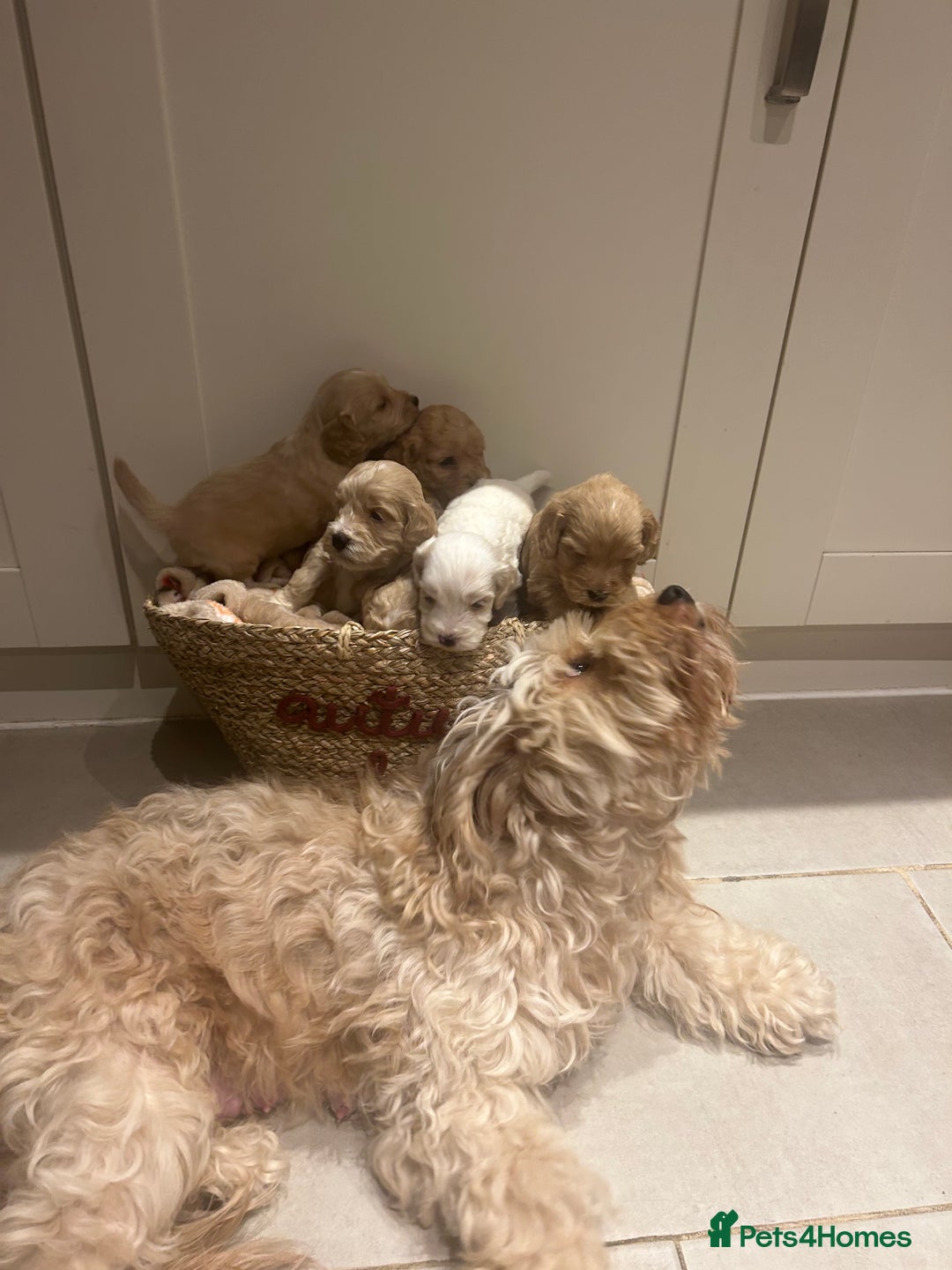 Mixed Breed dogs for sale: BEAUTIFUL PUPPIES - Cockapoo x Sproodle  - Image 3
