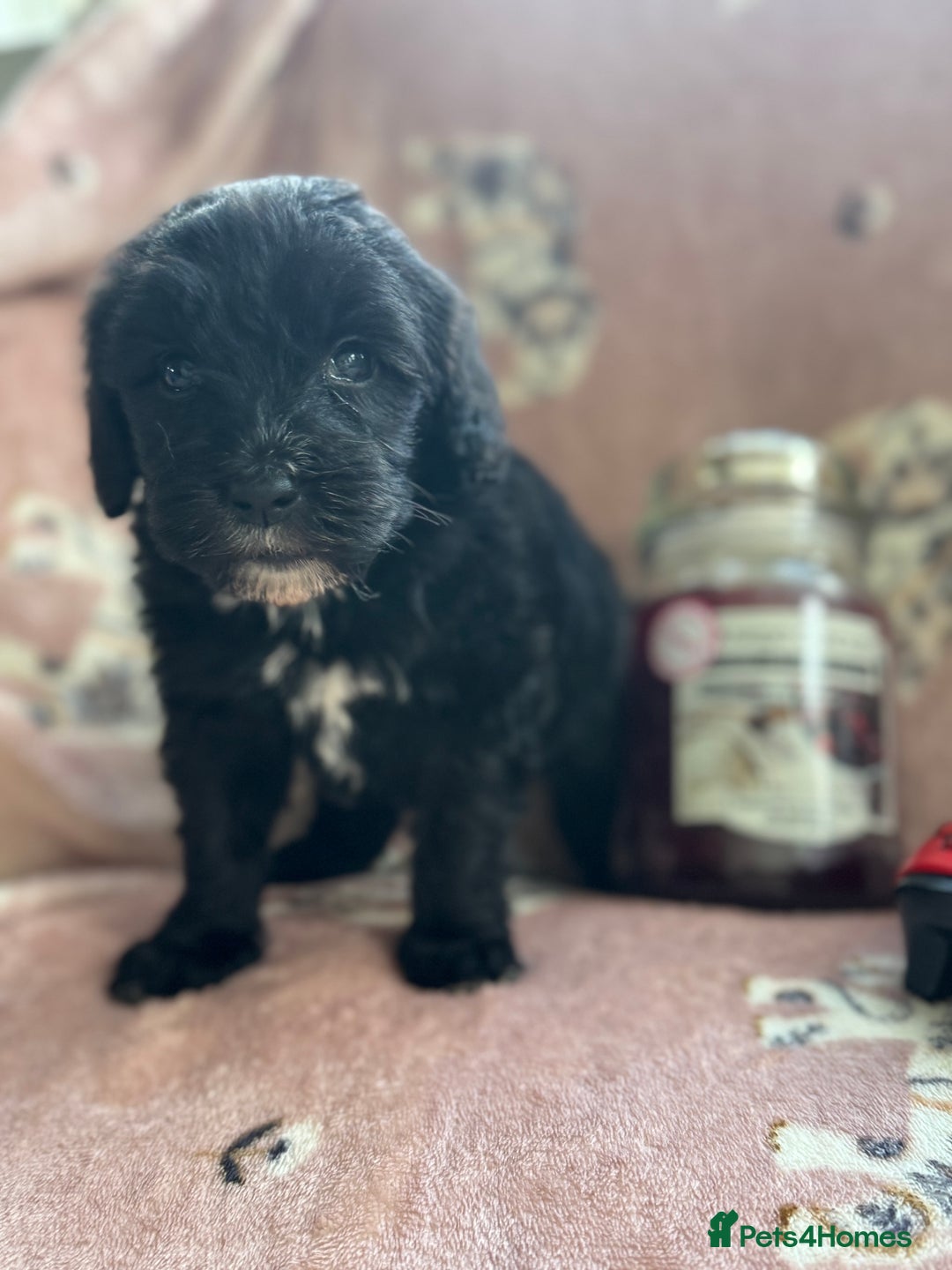 Sheepadoodle dogs for sale: Micro mini Sheepadoodle  - Image 13
