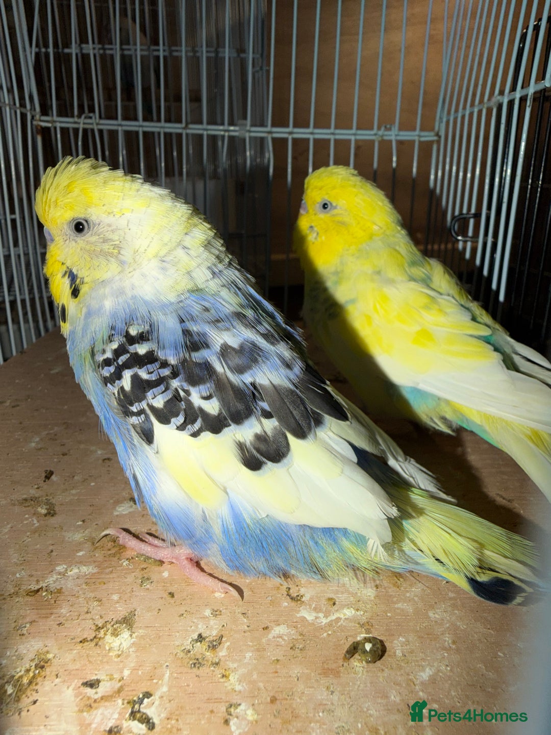 Budgerigars birds for sale: 2 male budgies - Advert 1
