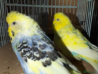 Budgerigars birds 2 male budgies - Advert 5