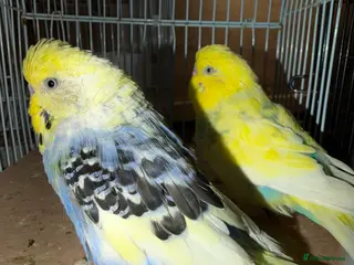 Budgerigars birds 2 male budgies - Advert 3