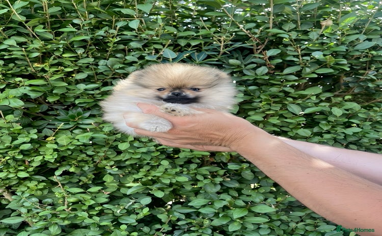 Pomeranian dogs - Advert 10