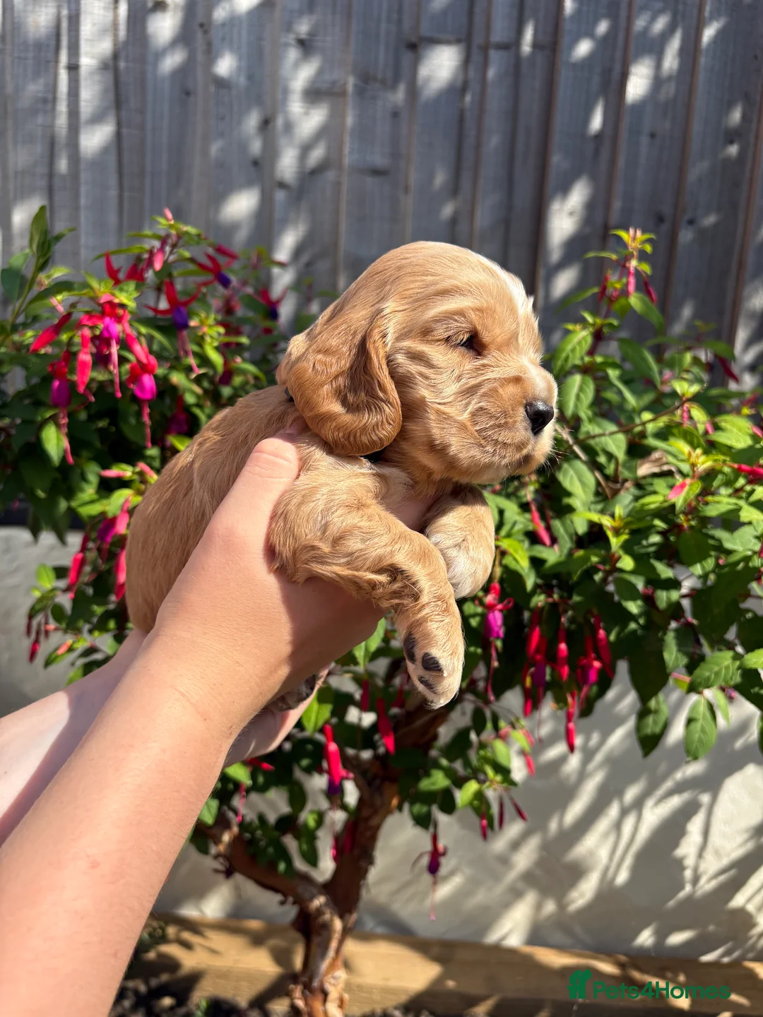 Cocker Spaniel dogs for sale: 🌟 Show Cocker Spaniel's 🌟 - Advert 2