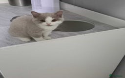 British Shorthair cats for sale: quality kittens gccf registered - Image 9