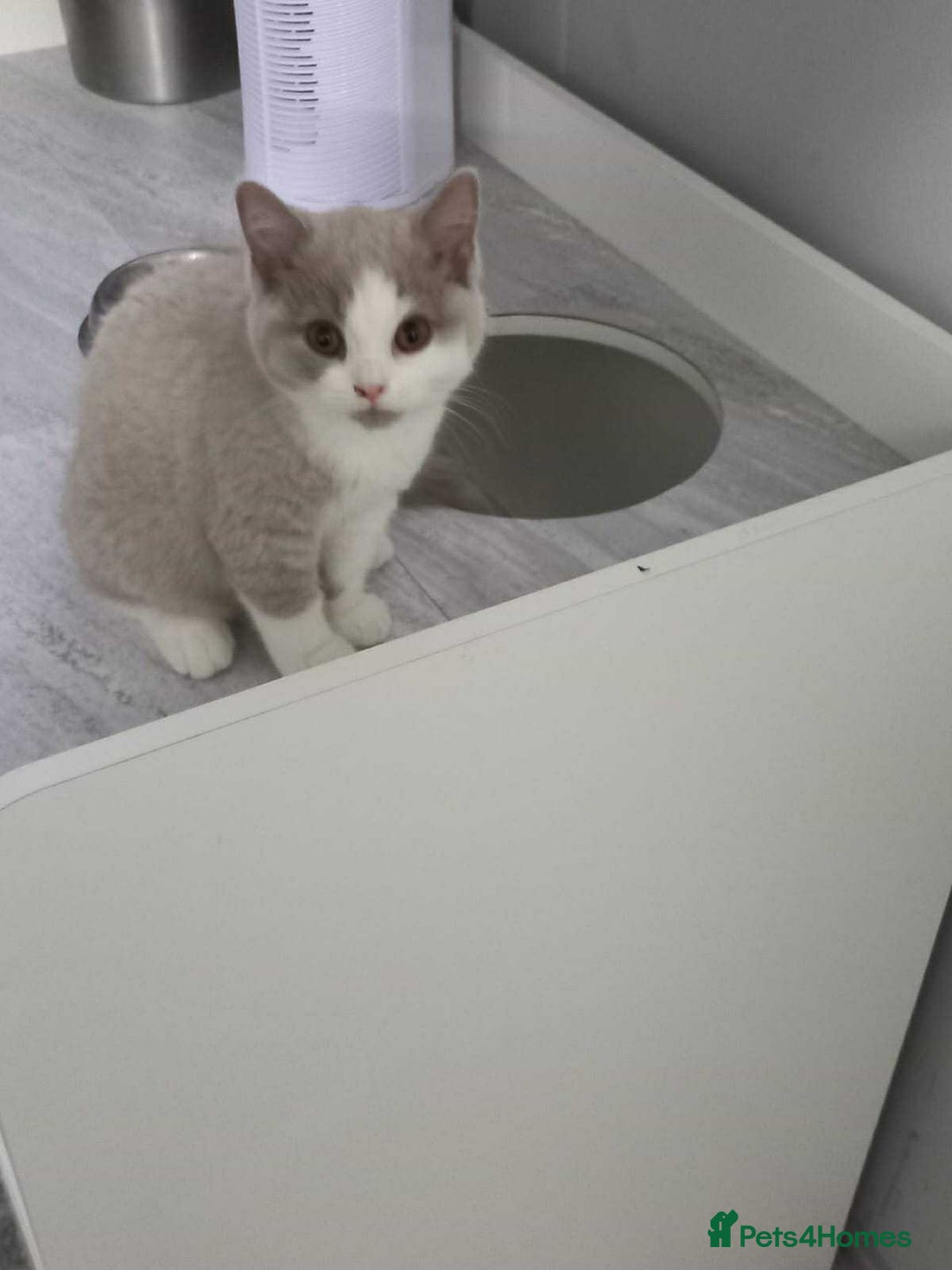 British Shorthair cats for sale: quality kittens gccf registered - Image 9