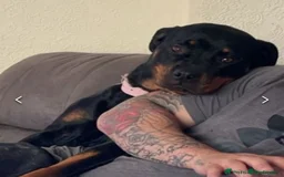 Rottweiler dogs for sale: Rottweiler girl for rehome - Image 1