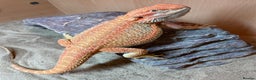 Bearded Dragon reptiles for sale: Red Monster Genetic Stripe Zero Hypo Trans License - Advert 25