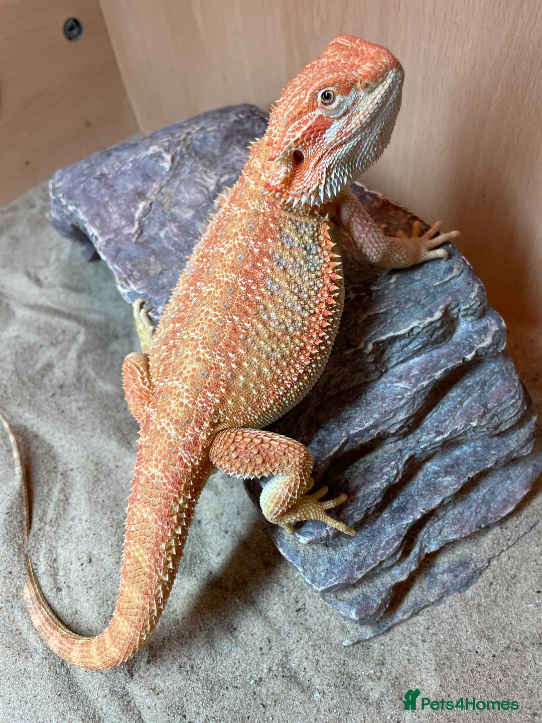 Bearded Dragon reptiles for sale: Red Monster Genetic Stripe Zero Hypo Trans License - Advert 26