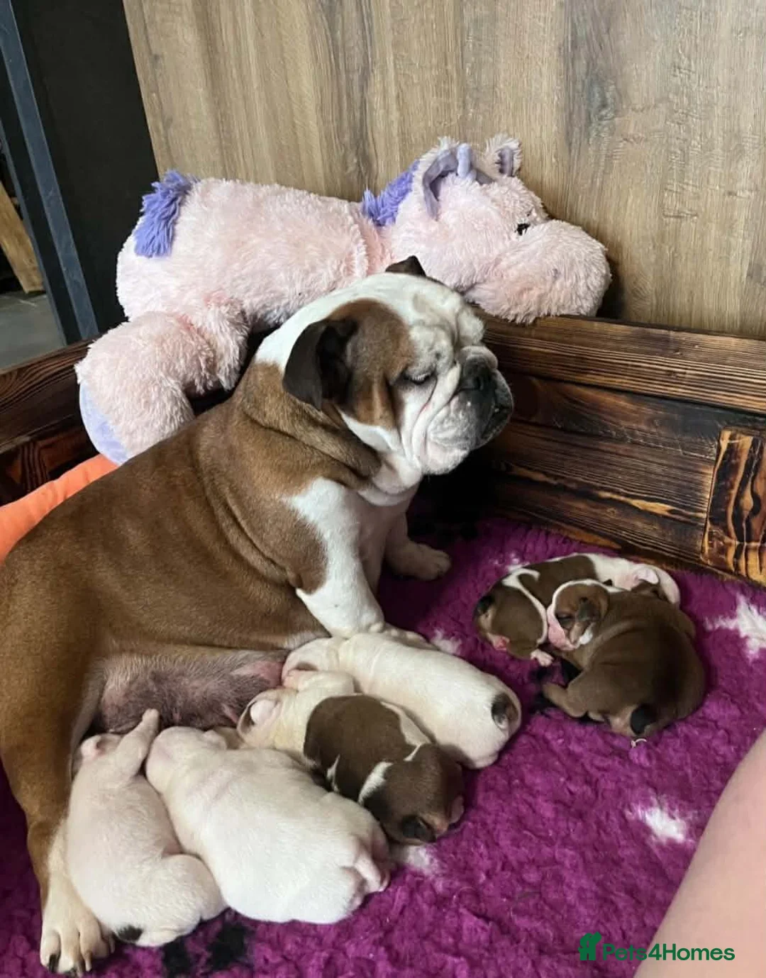English Bulldog dogs for sale: 😍 Beautiful English Bulldog puppies 🥰 - Advert 2