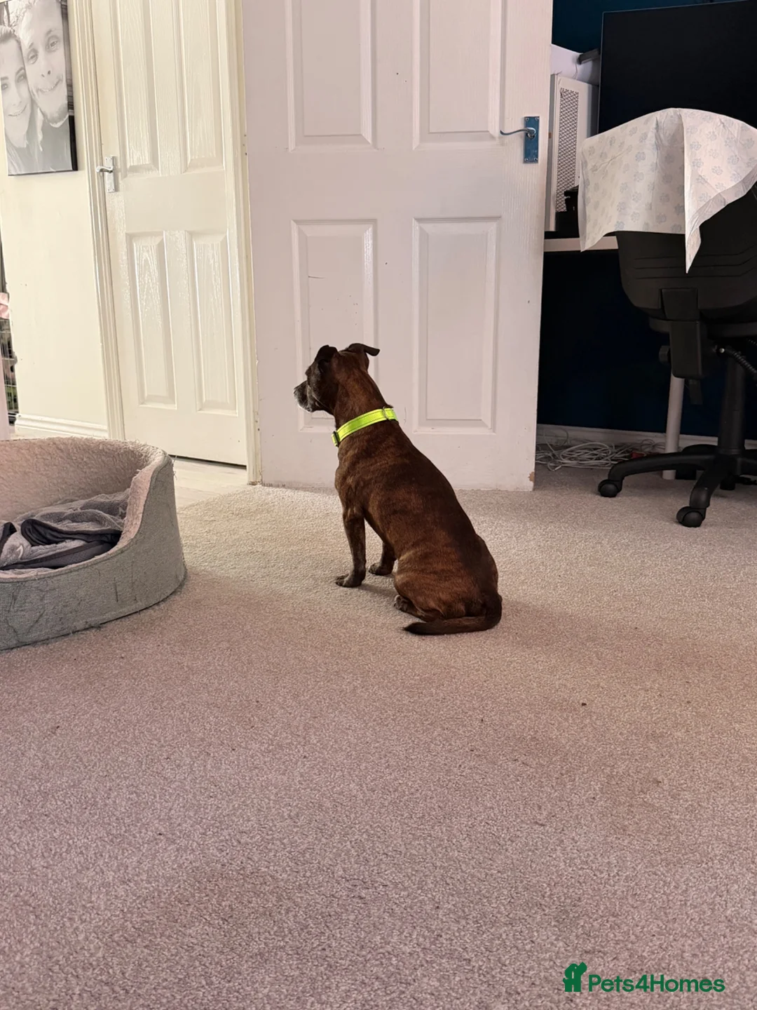 Mixed Breed dogs for sale: Last Gorgeous Boy Remaining  - Advert 13