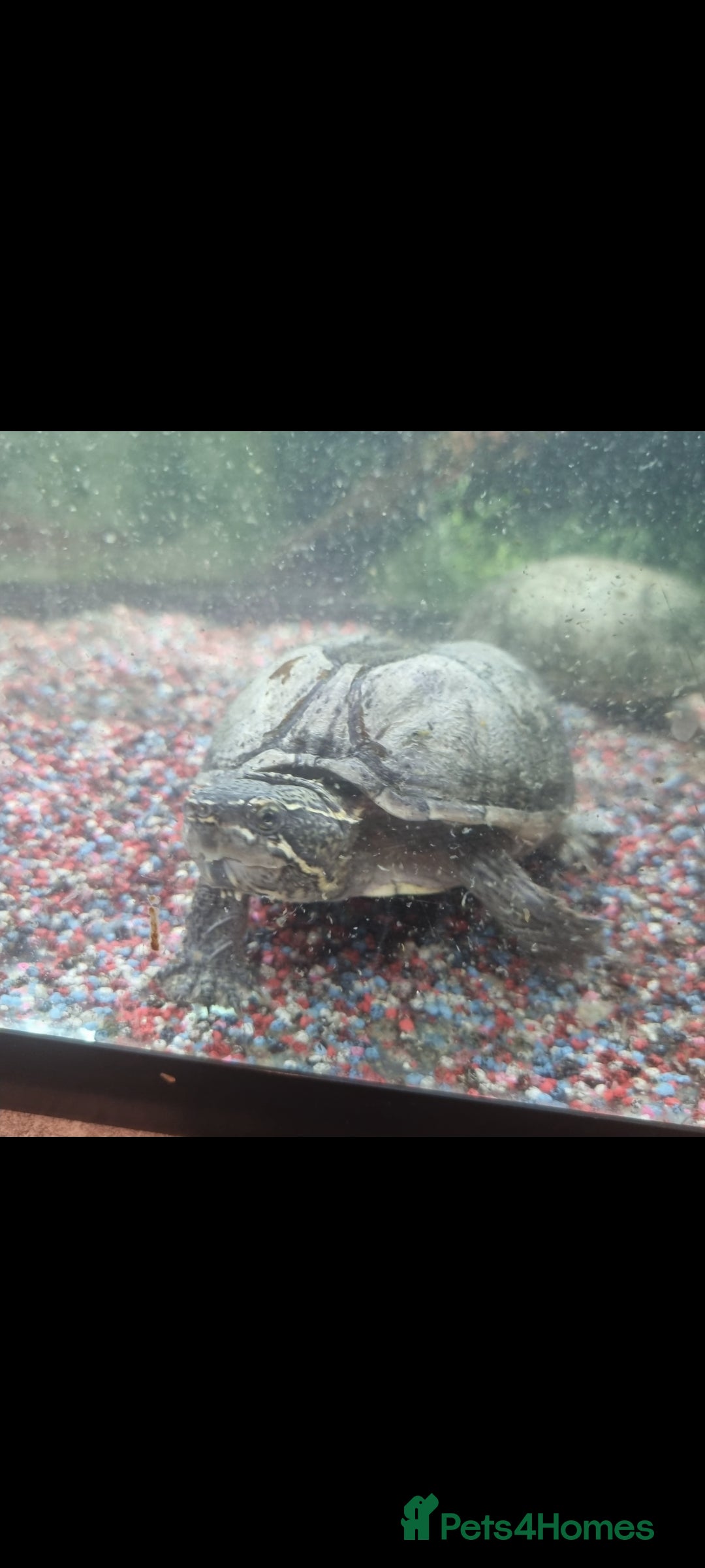 Terrapin reptiles for sale: 2 musk turtles for sale - Advert 4