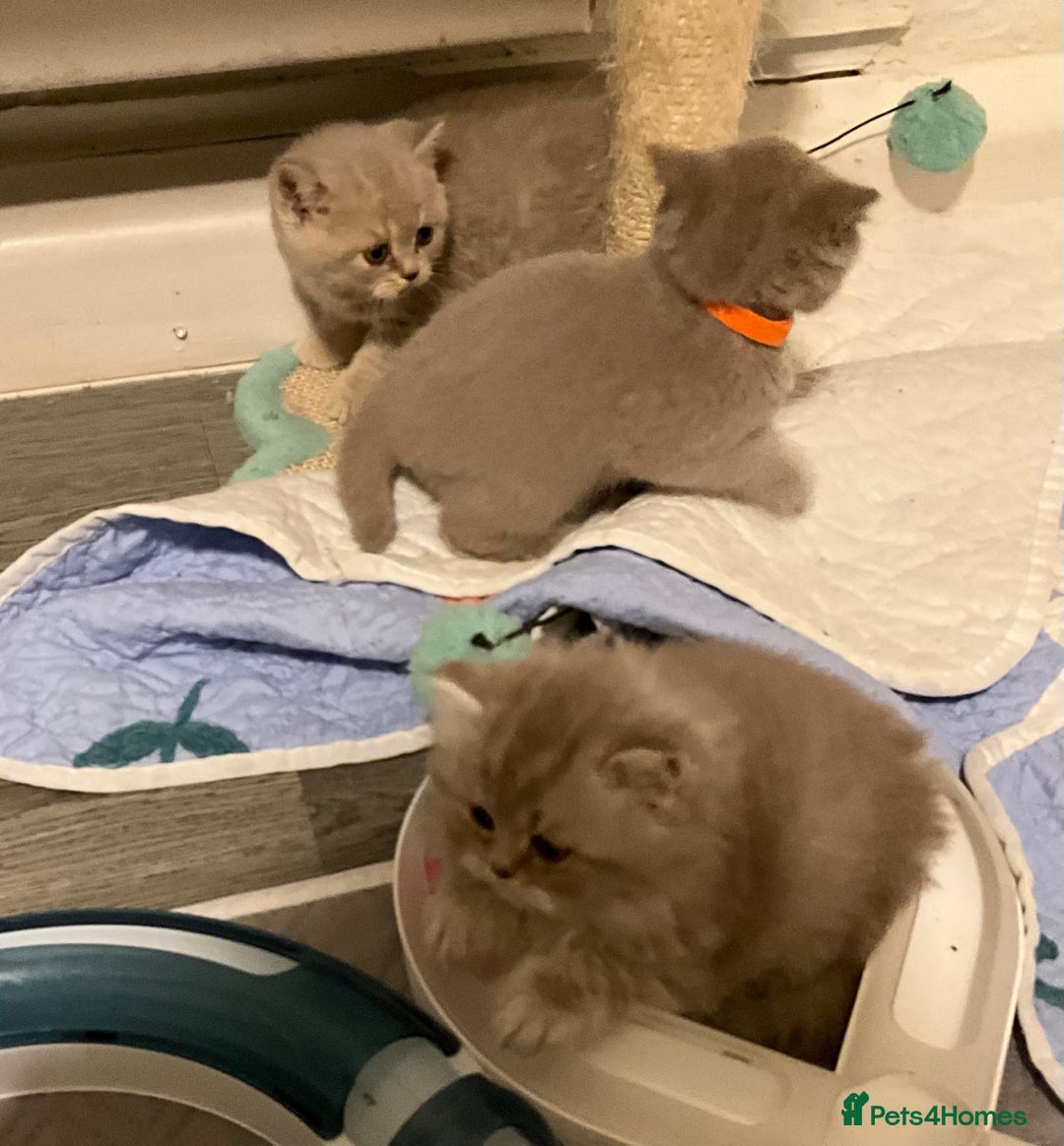 British Shorthair cats for sale: Purebred amazing BSH kittens - Advert 11