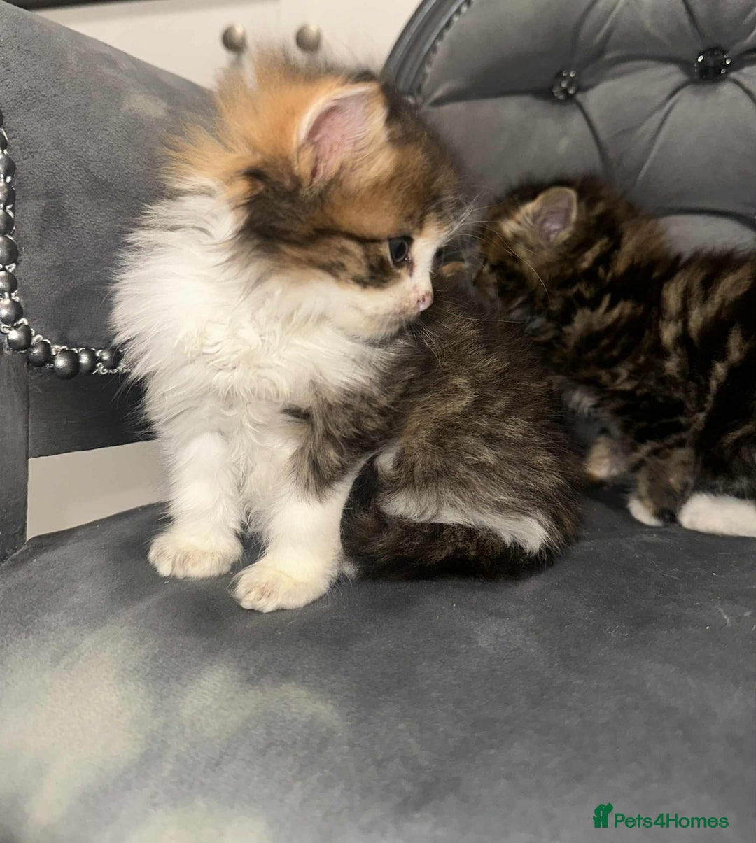Siberian cats for sale: Kittens for sale bradford - Advert 24