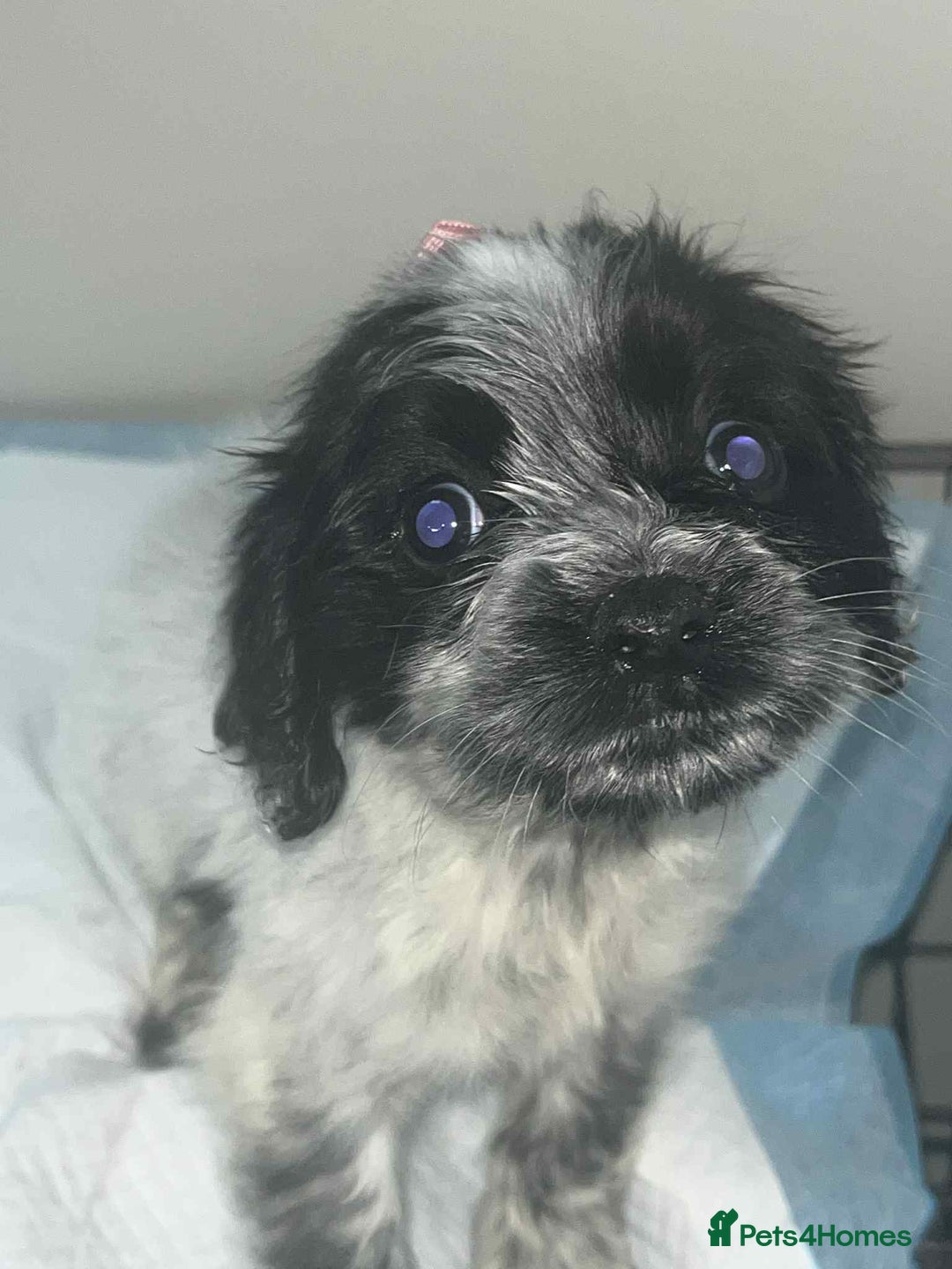 Cocker Spaniel dogs for sale: Cocker Spaniel girl puppies - Advert 1