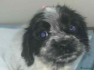 Cocker Spaniel dogs Cocker Spaniel girl puppies - Advert 12