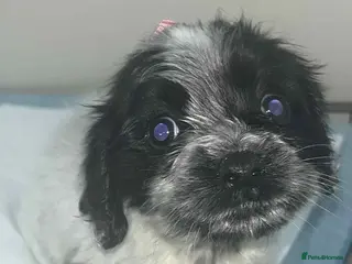 Cocker Spaniel dogs Cocker Spaniel girl puppies - Advert 18