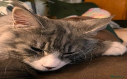 Maine Coon cats for sale: Hello! I’m Monty - Image 4