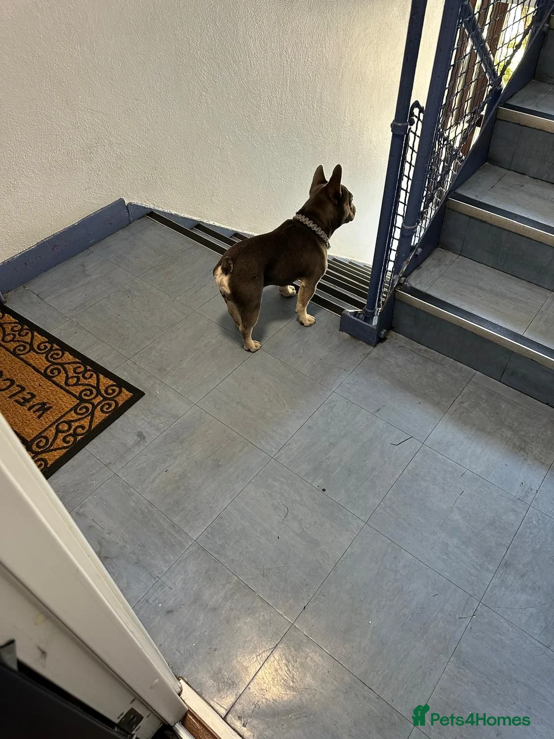 French Bulldog dogs for sale: French bulldog  - Advert 11