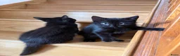 Domestic Shorthair cats for sale: Beautiful rescued kittens - Advert 5