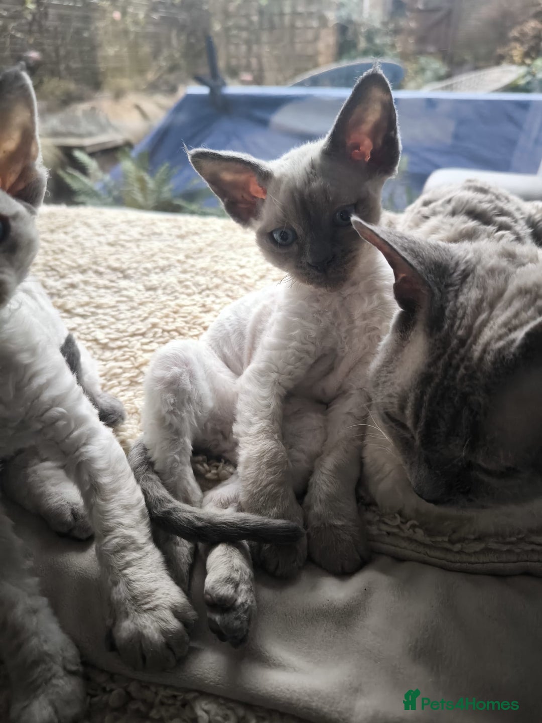 Devon Rex cats for sale: Devon Rex💕Blue Point Lynx Girl🩷Blue Point Boy💙 - Advert 18