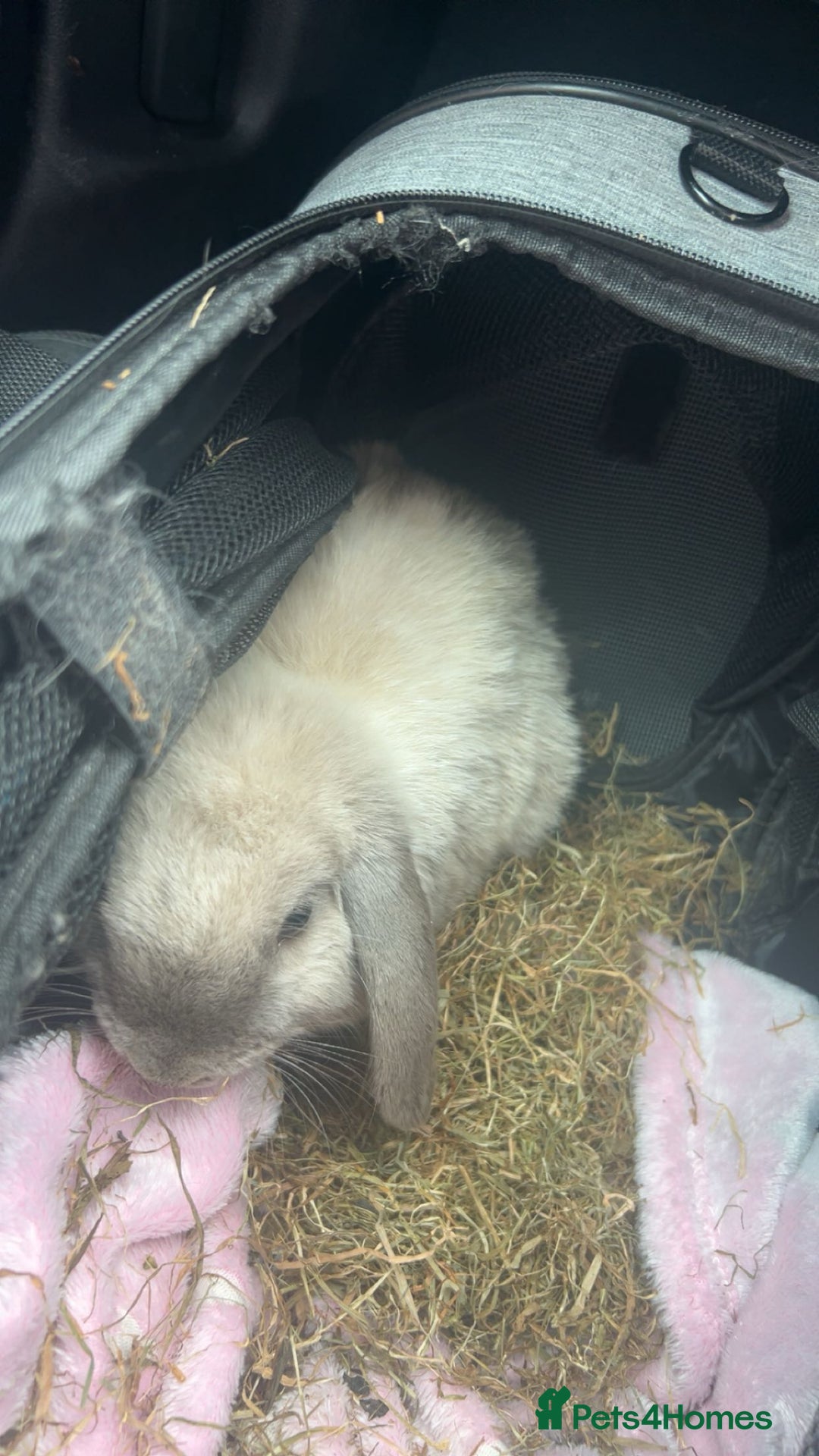 Mini Lop rabbits for sale: lovely male rabbit - Image 3