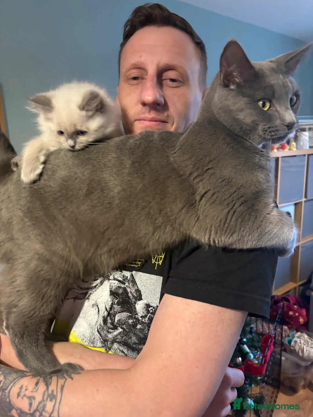 Ragcoon cats for sale: Ragdoll Maine Coon Kittens  - Advert 2