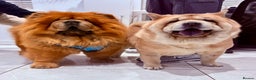 Chow Chow dogs for sale: 3 beautiful chow chows available. - Advert 3